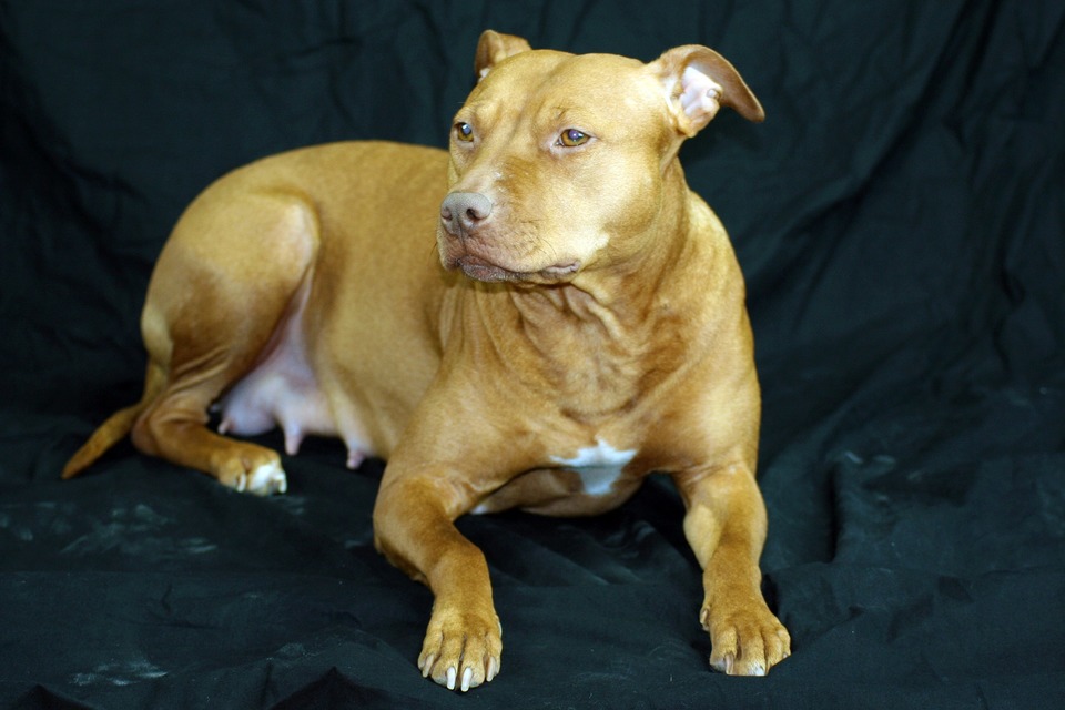 Pitbull Hündin mit sichtbar vergrößerten und geröteten Brustdrüsen. Die Hündin ist schwanger oder stillend.