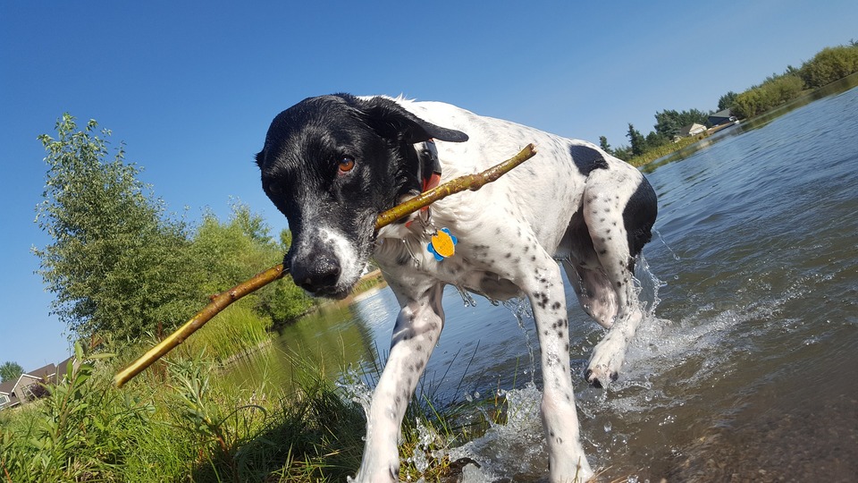 Hunde großer Rassen im Welpenalter sollten nicht so stark überanstrengt werden.