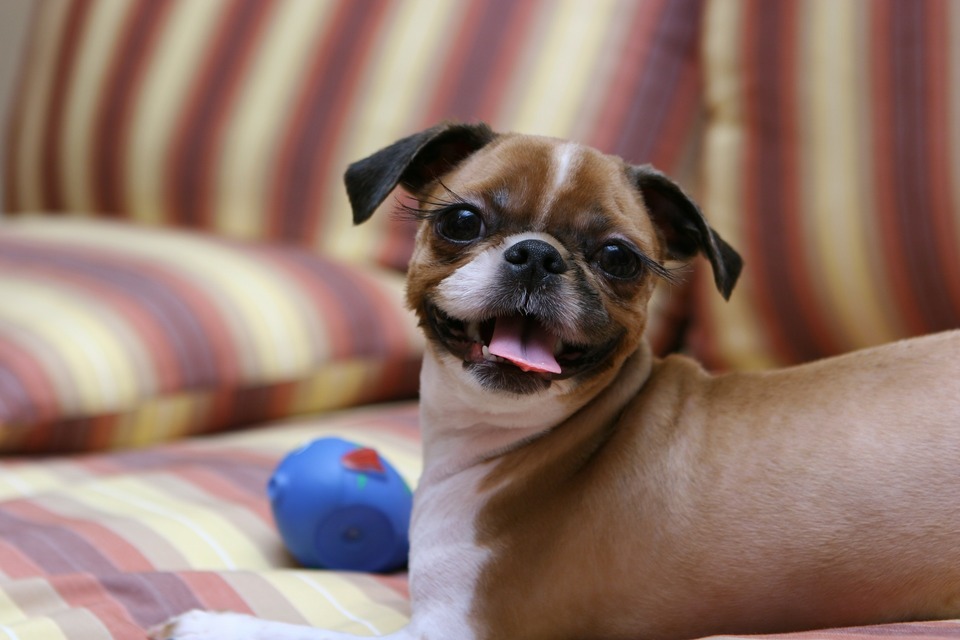 Rasierte Shih Tzu. Nachdem Sie Ihren Shih Tzu geschnitten haben, sollten Sie ihn mit Kleidung versorgen, um eine Erkältung zu vermeiden.
