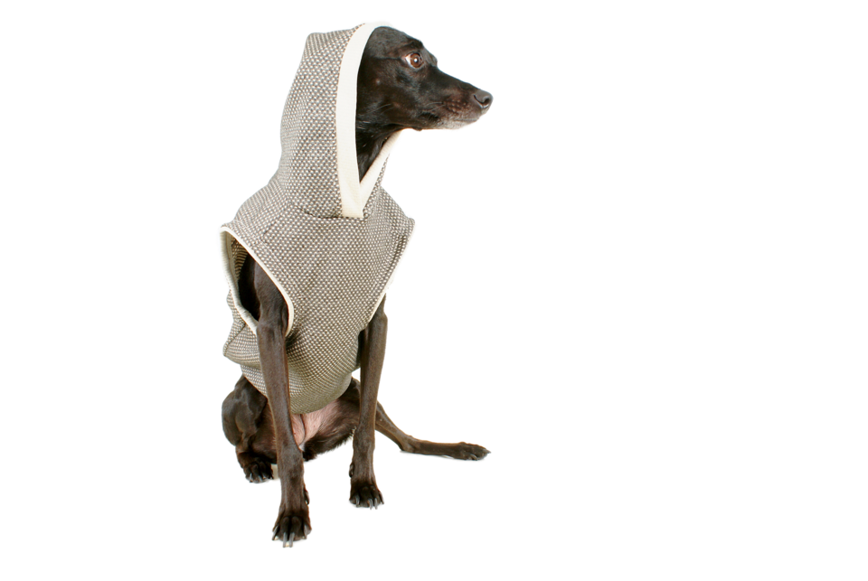 Heute bieten Marken, die Hundebekleidung entwerfen, ein viel größeres Sortiment und sorgen auch für ein ästhetisches Erscheinungsbild.