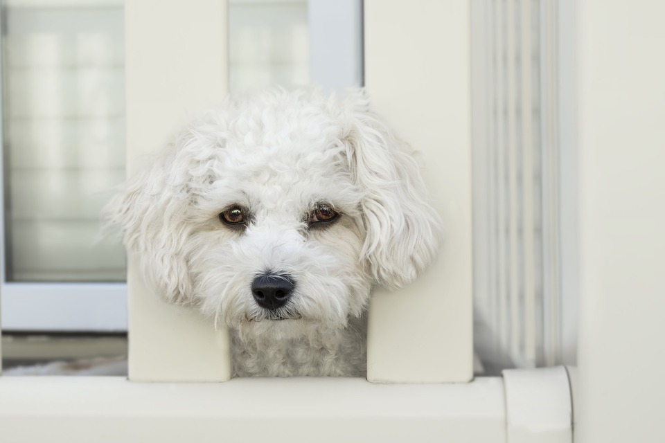 Die Ursache für Durchfall bei einem Hund ist ernste Krankheit oder Lebensmittelvergiftung.