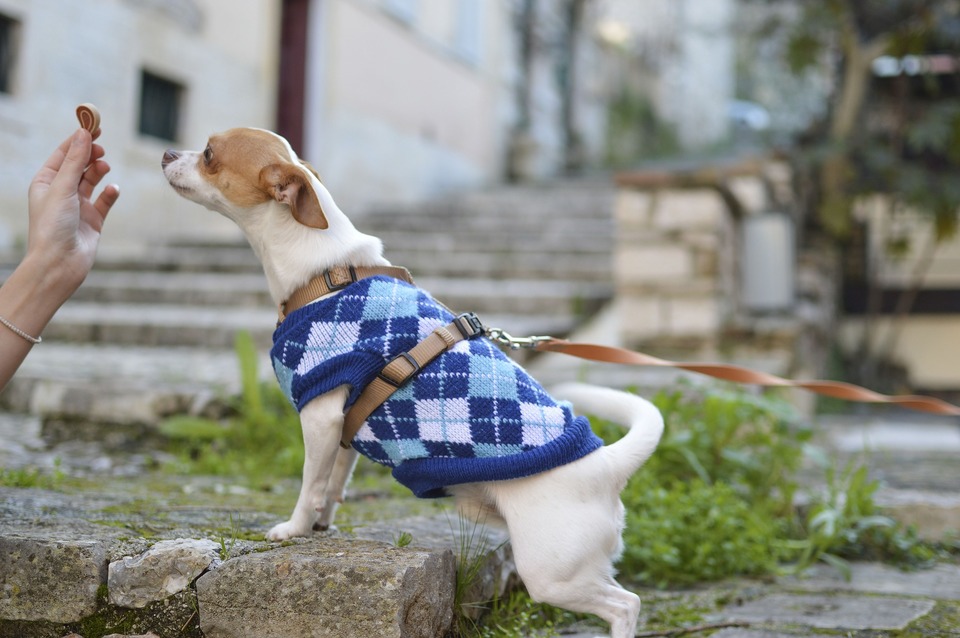 Ein kleiner Hund an der Leine versucht, den Leckerbissen zu bekommen, den der Dargestellte hält.