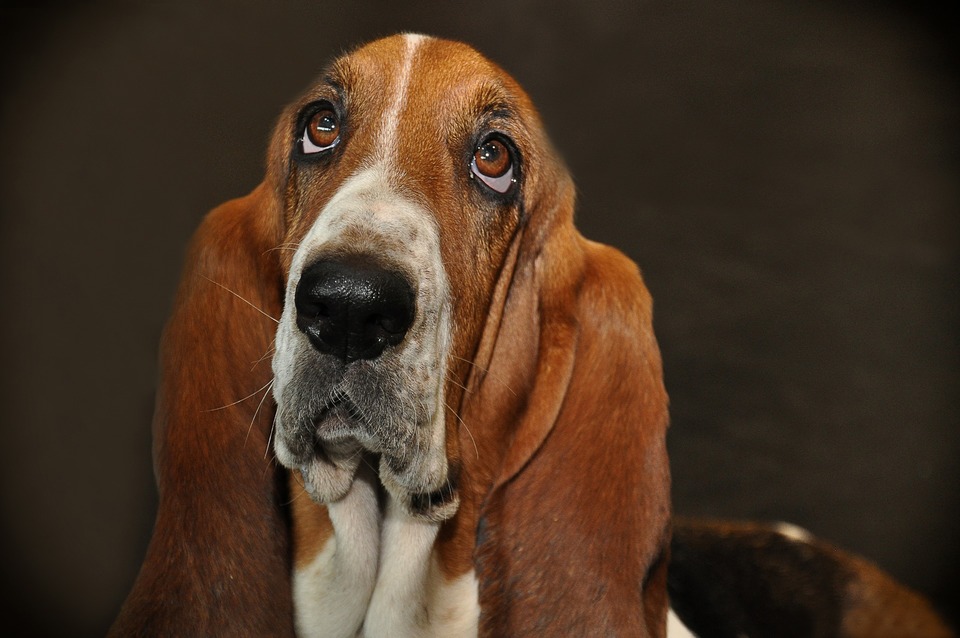 Basset sieht flehend aus. Es ist schwer, einem solchen Mundausdruck zu widerstehen, aber manchmal ist es die beste Lösung.