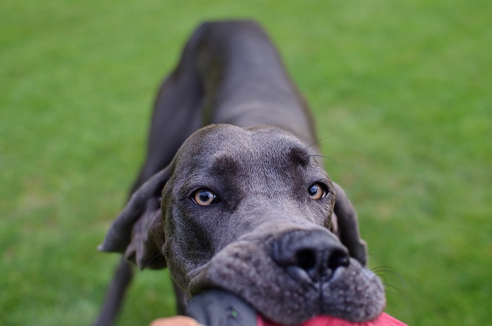 Weimaraner wichst ein Spielzeug.