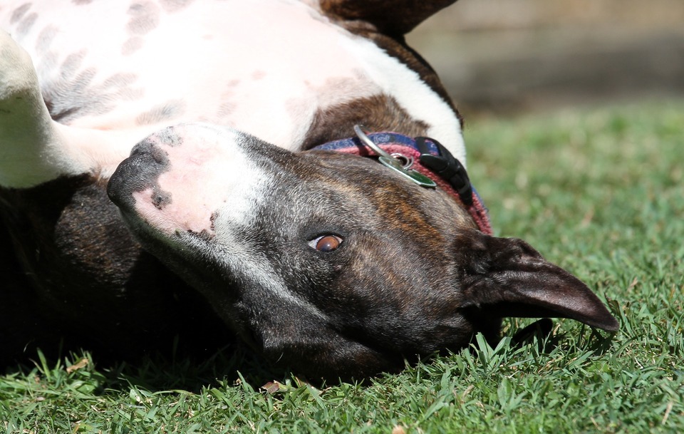 Der Bullterrier liegt auf dem Rücken im Gras und schaut mit braunen Augen