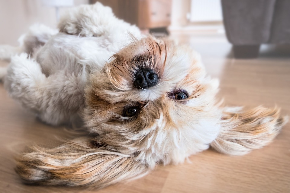 Kleine Hunde fühlen sich in Wohnungen im Block wohl. Es ist wichtig, ihnen eine angemessene Aktivität zu bieten.