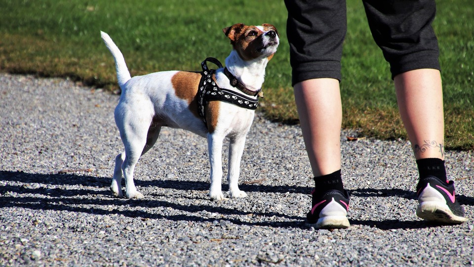 Reflektierende Hundegeschirre verbessern seine Sicht erheblich. Beachten Sie jedoch, dass sie nur bei mindestens einer minimalen Lichtmenge funktionieren, die die Blendung reflektieren kann.