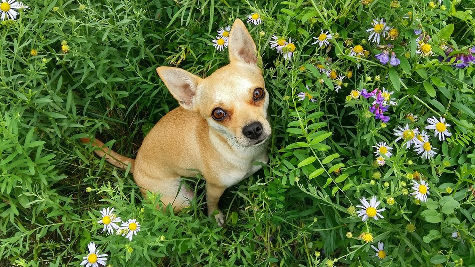 Ein kleiner Mischling sitzt auf einer Wiese zwischen wilden Blumen und Kräutern