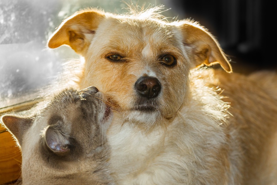 Das Kätzchen leckt einen erwachsenen Hund. Damit Tiere glücklich sind, müssen sie gesund sein.