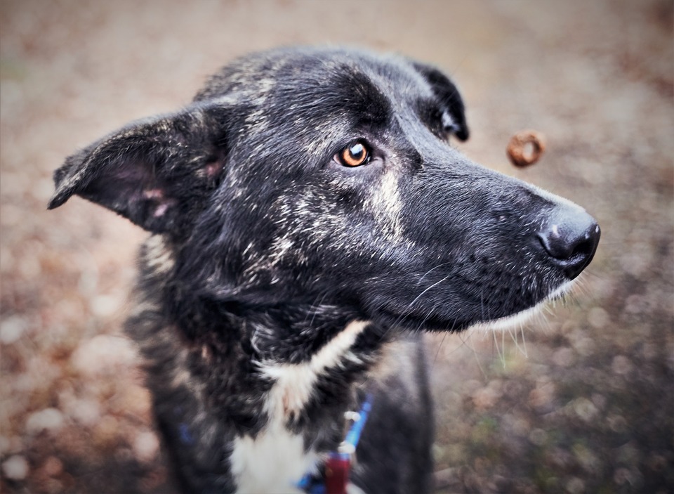 Die ausgewogene Ernährung unseres Hundes kann mit gesunden Snacks variiert werden. Sie liefern nicht nur Vitamine und Nährstoffe, sondern auch Freude.