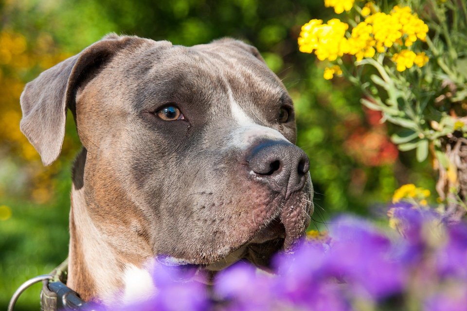 In der Vergangenheit waren die Ohren und der Schwanz von Amstaff gewöhnlich abgeschnitten, da diese während Kämpfe stören konnten. Heute ist das verboten.