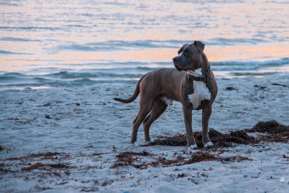 Der gefleckte Amstaff ist ein der Farbvarianten dieser Rasse. Zur Zeit ist blauer oder himmelblauer American Staffordshire Terrier erwünscht.
