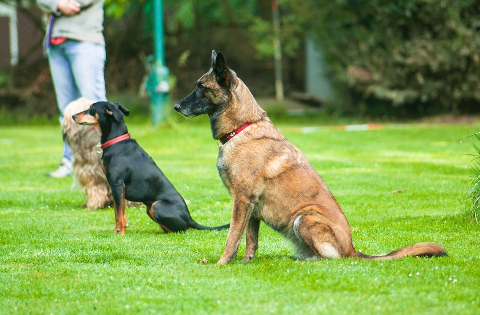 Hundeschule des Gehorsams. Vier Hunde lernen sich zu setzen.
