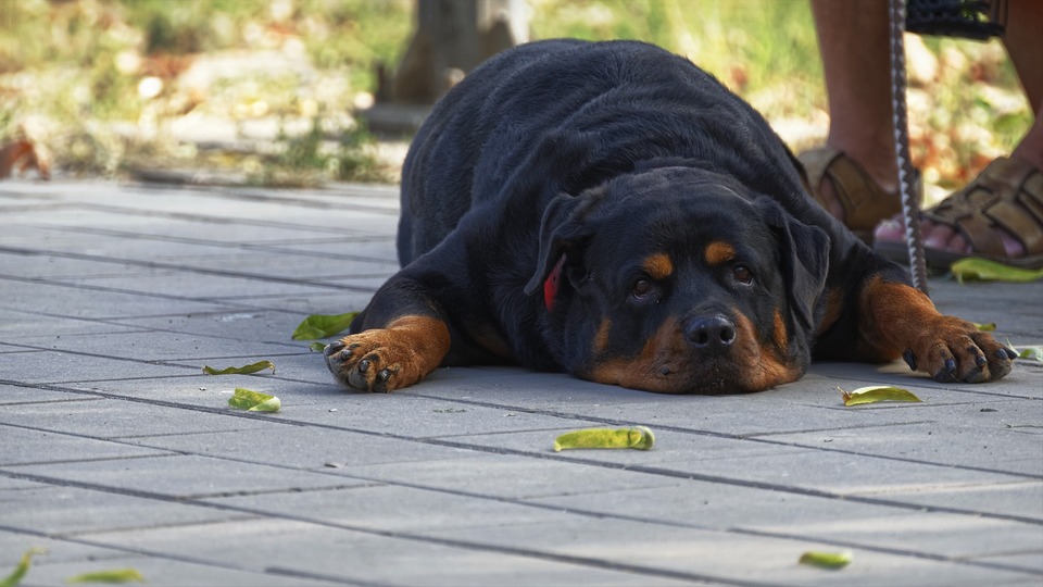 Übergewichtiger Hund. Auch Fettleibigkeit verursacht Gelenkerkrankungen und Gehprobleme.