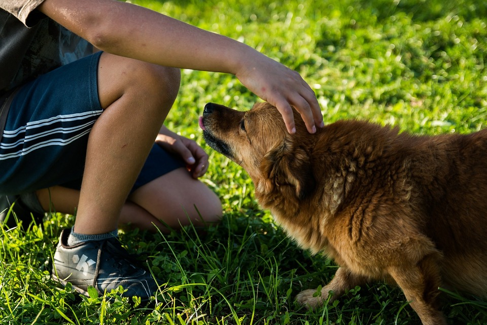 Streicheln eines Hundes. Hunde mögen es nicht, Kontakt aufzunehmen und über den Kopf zu streicheln.