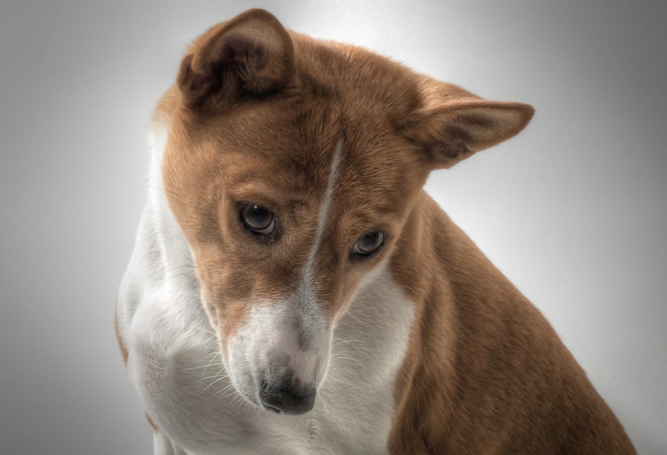 Basinji-Hunde bellen nicht, sondern geben charakteristische Laute von sich, die dem Jodeln ähneln.