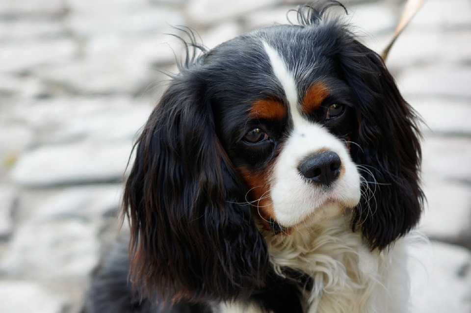 Tricolor Cavalier - weiß, kastanienbraun, schwarz
