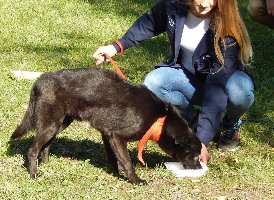 Reflektierende Bandanas für Hunde können auch modisch und ästhetisch aussehen.
