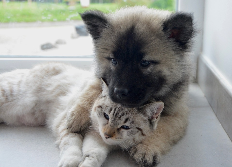 In Stresssituationen können sich eine Katze und ein Hund gegenseitig unterstützen. Dazu ist eine angemessene Sozialisierung zwischen einem Hund und einer Katze erforderlich.