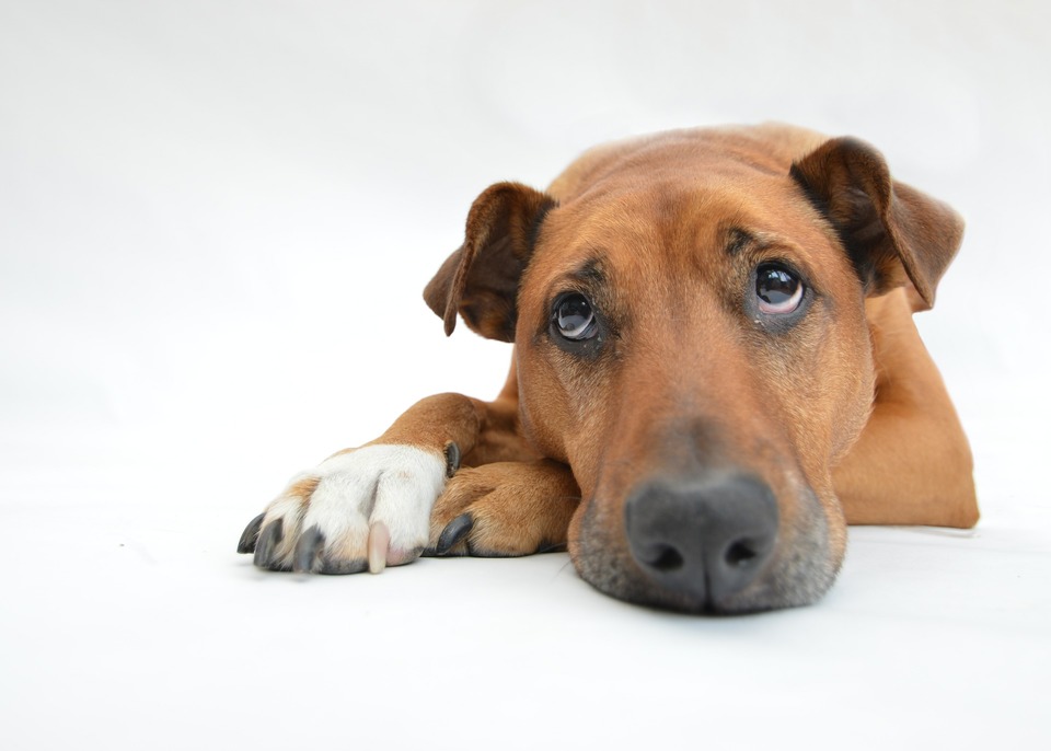 Der Hund liegt auf den Hinterbeinen und schaut traurig nach oben. Ein Hund, der unter Schmerzen leidet, ist nicht selbst, er kann apathisches oder aggressives Verhalten zeigen.
