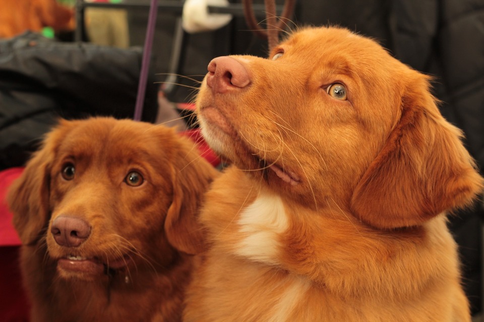 Nova Scotia Ente Maut Retriever Hund beeindruckt mit seinem roten, fast feurigen Fell.