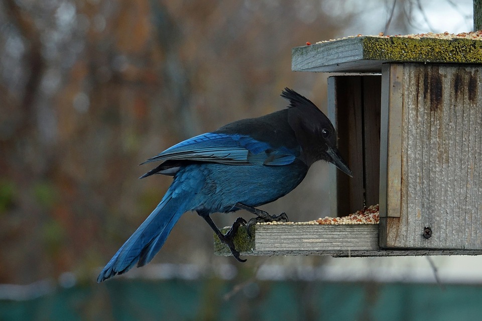  Ein wilder Vogel in einer Kabine draußen. Sie können wilde Vögel mit Mais, Getreide und nicht mit Brot füttern.