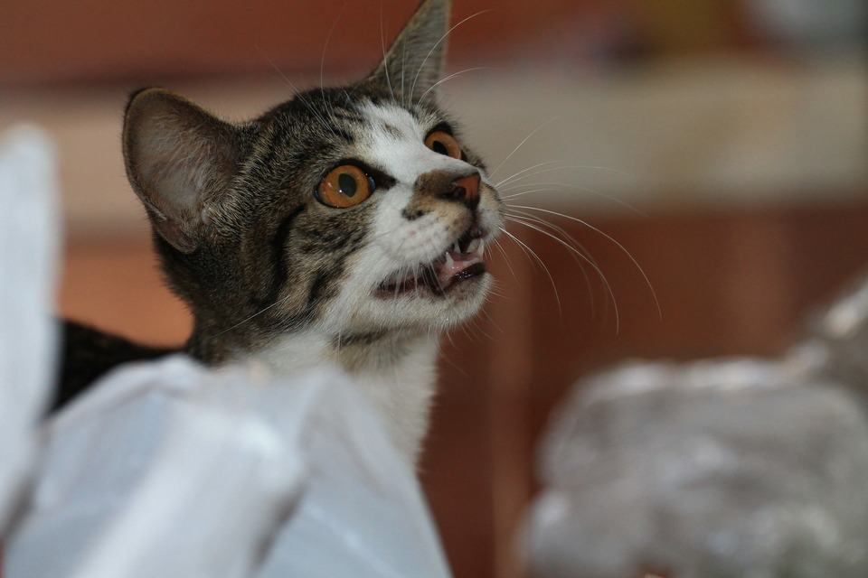 Daher sollte die Katze bei der Entscheidung für diese Ernährungsmethode nur mit Fleisch aus bewährten Quellen versorgt werden, das frisch und für den menschlichen Verzehr zugelassen ist.