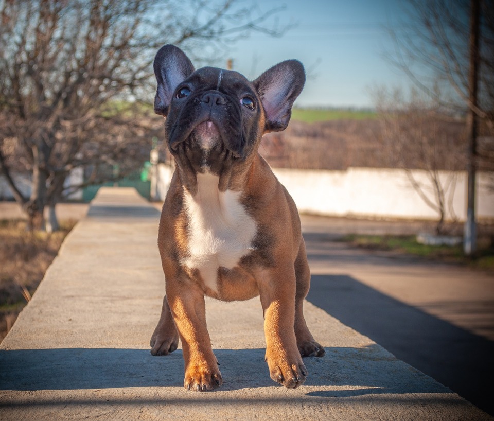 Mini Französische Bulldoggen stammen aus England. Zusammen mit Englischen Bulldogge nahmen sie an Hundekämpfen teil. Der süße Gesichtsausdruck passt nicht zu dieser Rolle.