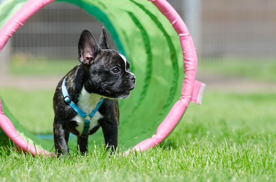 Französische Bulldoggen sind gesellige und bewegliche Hunde, sie sind gut in einigen Hundesportarten oder beim Lernen von Gehorsam.