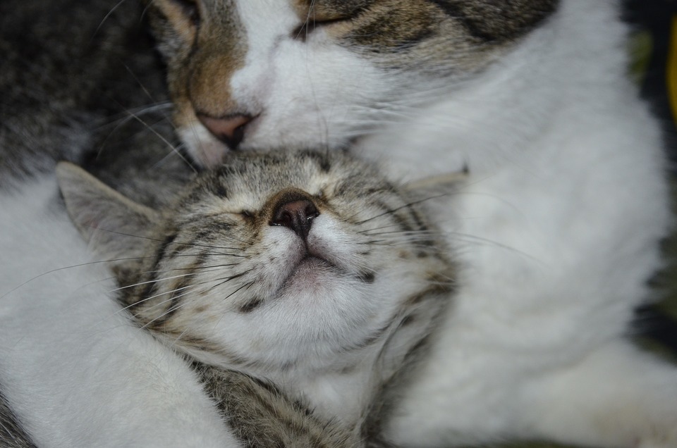 Die Katze wäscht die andere kleinere Katze, die daneben liegt. Die gewaschene Katze ist zufrieden.