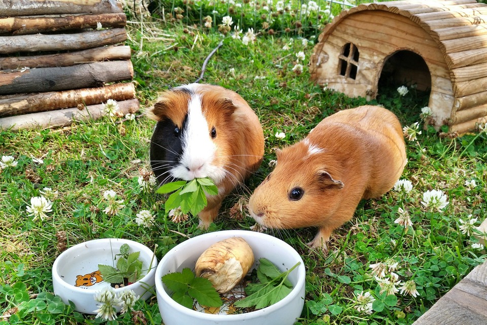 Zwei Meerschweinchen in einem Schutzgebiet fressen Petersilie und Gemüse. Dank der Sozialisation verstehen sie sich gut.