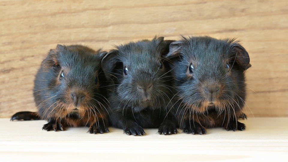Drei schwarze Meerschweinchen mit schwarzbraunem Fell.