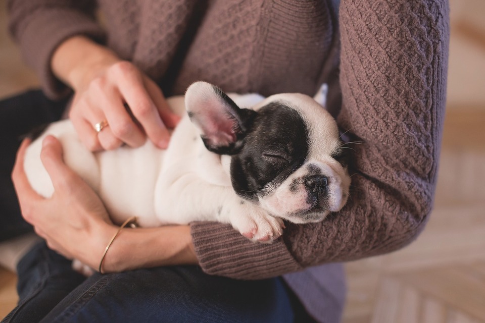 Französischer Bulldoggenwelpe schläft gekuschelt an die Pflegekraft.