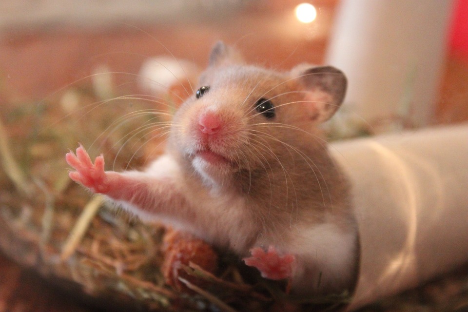 Die Ausrüstung des Hamsterkäfigs sollte reich sein. Als Spielzeug können Sie einfache Haushaltsgegenstände wie eine Papierrolle verwenden.