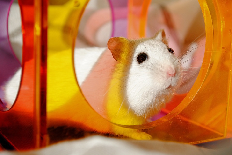 Hamster sind sehr neugierige Tiere. Damit sie sich nicht langweilen, lohnt es sich, von Zeit zu Zeit ihre Umgebung durch Hinzufügen von Spielzeug oder Tunneln zu ändern.