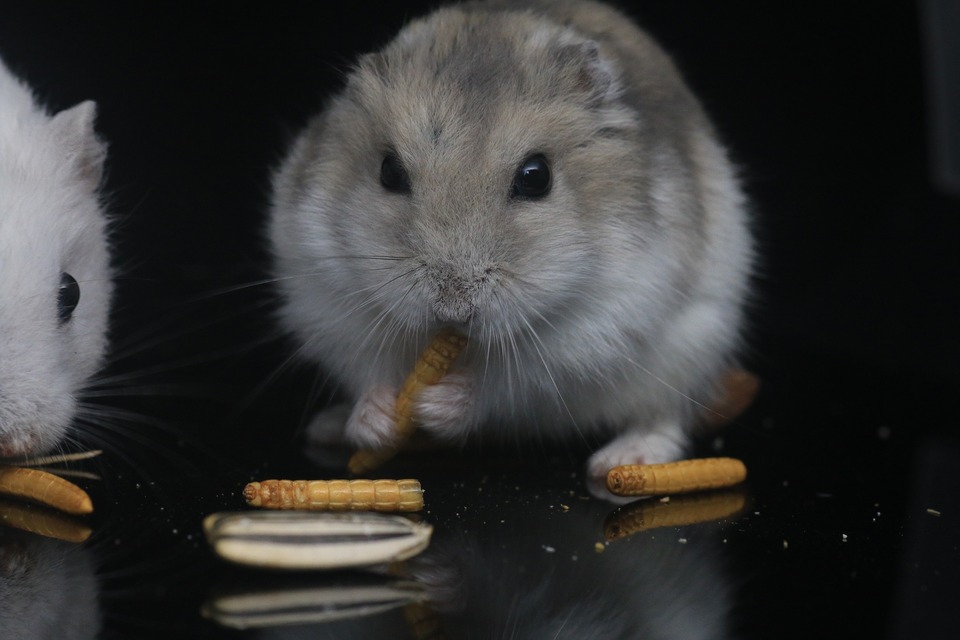 Hamster sollten tierisches Eiweiß in Form von getrockneten Mehlwürmern oder Grillen erhalten. Es ist am besten, dieses Essen ein- oder zweimal pro Woche zu geben.