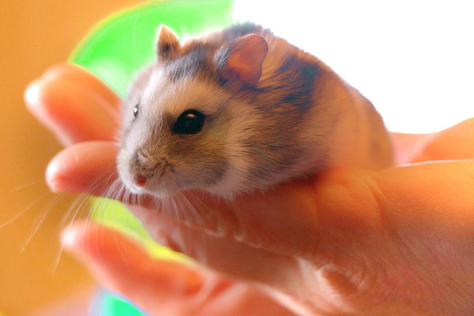 Hamster sind Einzelgänger. Nach einiger Zeit gewöhnen sie sich an den Kontakt mit Menschen und sind gerne in ihrer Nähe. Sie sind jedoch nicht bereit zu kuscheln und zu küssen.