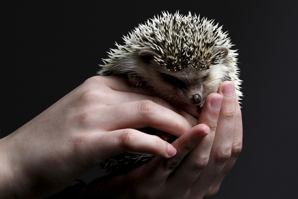 Der Zwergigel ist so klein, dass er in die Hand eines Erwachsenen passt. Igel brauchen viel Aktivität und alltäglichen Kontakt mit Menschen.