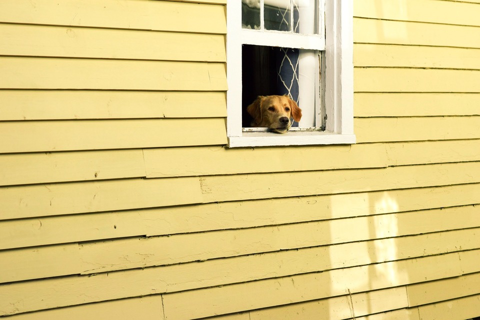 Trennungsangst kann jeden Hund betreffen. Es lohnt sich, dies zu verhindern und dem Hund beizubringen, das Haus vom Welpen allein zu lassen.