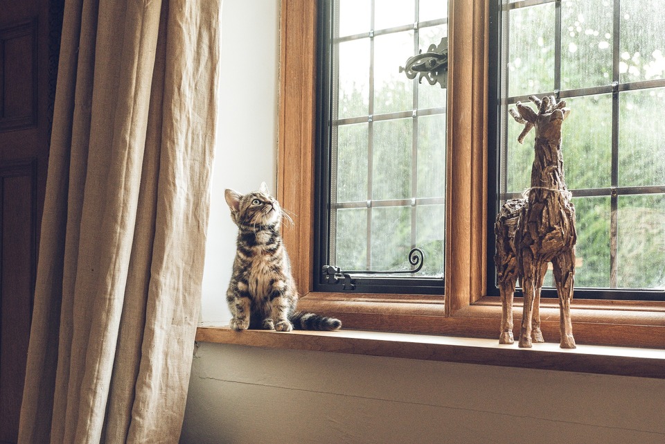 Wenn Sie nicht möchten, dass Ihre Katze auf bestimmte Oberflächen klettert, bieten Sie Ihrer Katze eine weitere gute Alternative. Dies ist besonders wichtig für Kätzchen, die viel Energie haben und verschiedene Orte ausnutzen müssen.