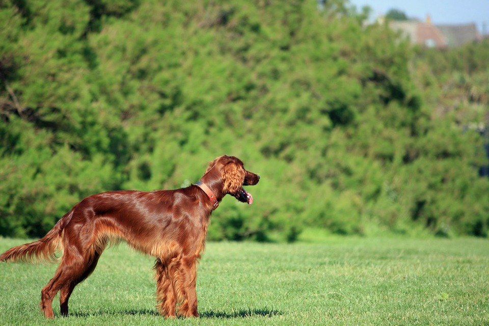 Der English Setter hat einen netten Charakter, aber viel Energie. Sein schönes, halblanges Fell muss regelmäßig gekämmt werden.