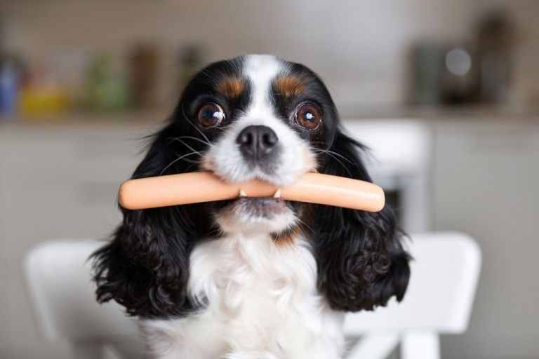 König Charles Spaniel Hund mit Wurst