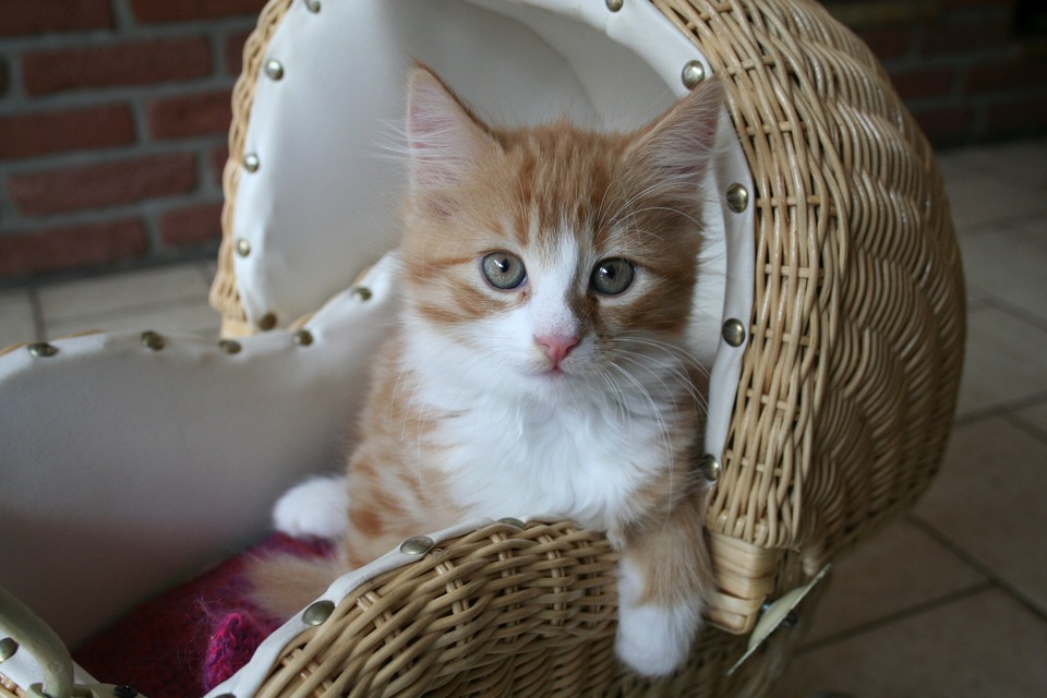 Das Katzenlager sollte sich an einem ruhigen und friedlichen Ort befinden. Es ist eine gute Idee, ein Versteck im Schlafzimmer oder im Wohnzimmer einzurichten, aber an einem abgelegenen Ort.