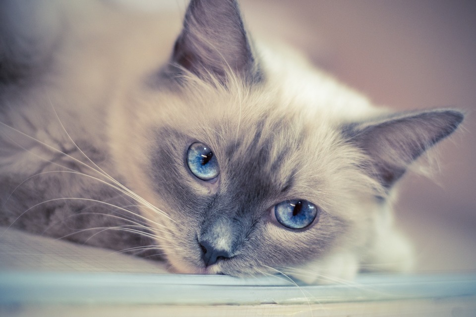 Ragdolls zeichnen sich durch tiefblaue Augen aus.