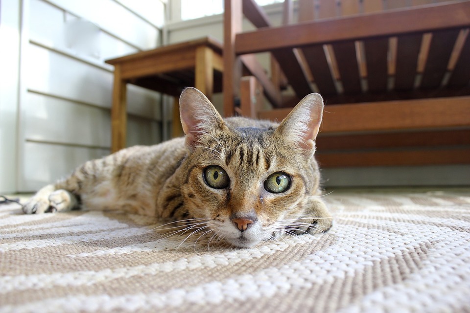 Sie müssen eine Katze und eine Katze neutralisieren. Durch die Kastration eines Kätzchens können Sie die Geburt von bis zu 100 unerwünschten Kätzchen verhindern.