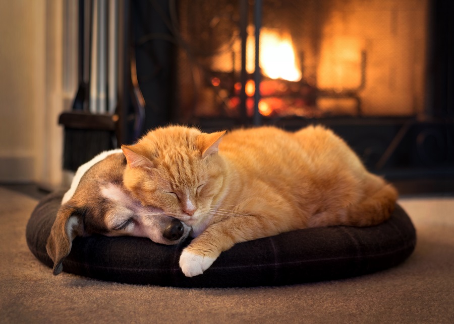Der Welpe und die Katze schlafen gekuschelt in der Höhle am Kamin.