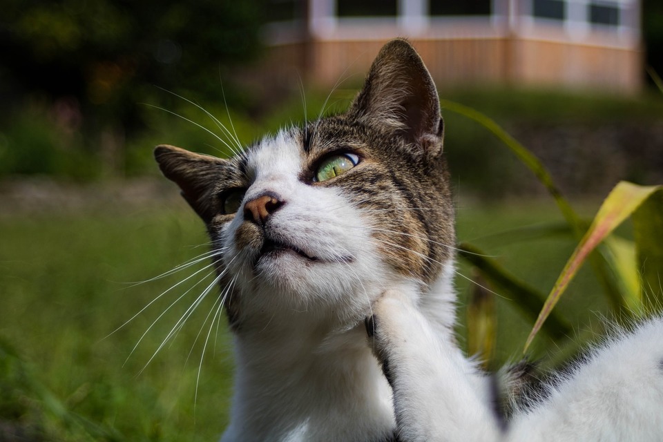 Die Katze kratzt sich mit der Hinterpfote am Kinn. Juckreiz kann viele Ursachen haben, einschließlich Fremdkörper, Allergien, Dermatitis usw.