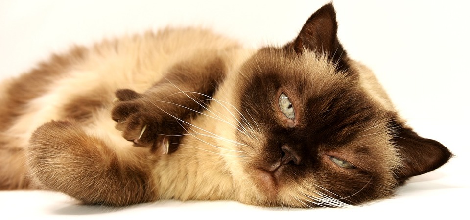 Thailändische Katze streckt Pfoten aus, die in der Luft kneten wollen.