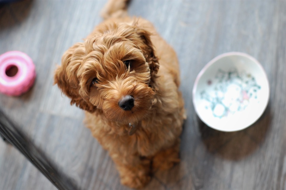 Ein Labradoodle-Welpe sitzt neben einer Schüssel und versucht, ein Futter zu gewinnen.