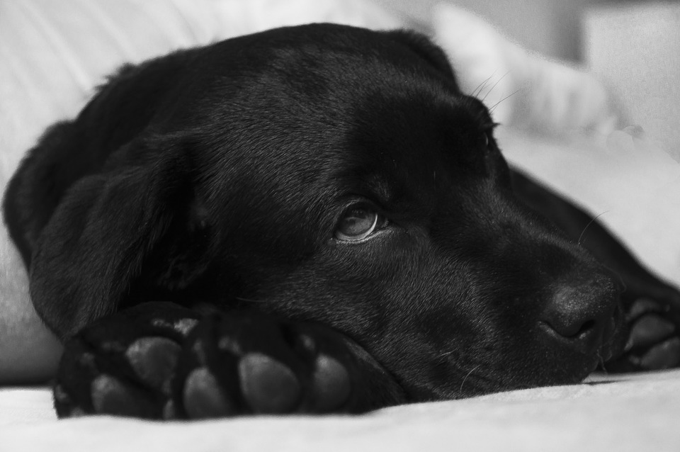 Der schwarze Labrador liegt mit dem Kopf auf den Vorderpfoten und schaut in die Ferne.